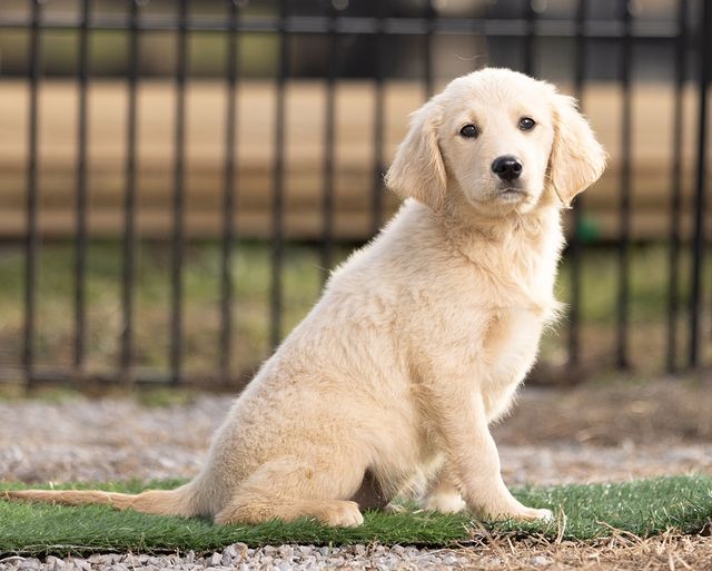 Mini red hot sale golden retriever